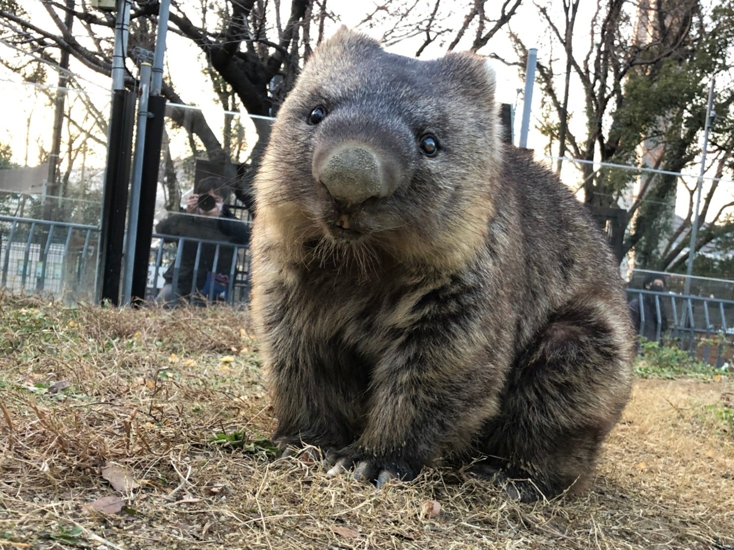 祝ギネス認定 世界最高齢のウォンバット 人間なら100歳超えの長寿 秘訣は のんびりした環境と仲間 まいどなニュース 祝ギネス認定 世界最高齢のウォンバット 人間なら100歳超えの長寿 秘訣は のんびりした環境と仲間 まいどなニュース