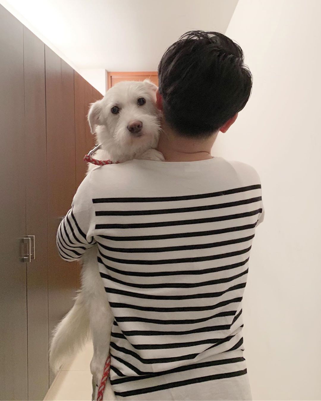 福岡で多頭飼育崩壊 殺処分逃れたニーナちゃん 東京の里親の元で日々成長 まいどなニュース