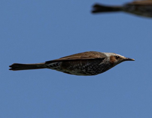 本当にスマート…ほれぼれするカッコ良さです／とち（@solexae86）さん提供