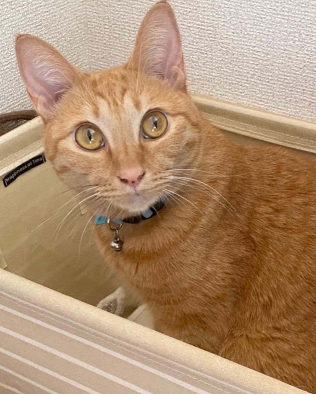 雨にブルブル震えて 何時間も鳴き続けた子猫 犬派の保護主はすっかり猫派に ツンデレな性格にメロメロ まいどなニュース 雨にブルブル震えて 何時間も鳴き続けた子猫 犬派の保護主はすっかり猫派に ツンデレな性格にメロメロ まいどなニュース