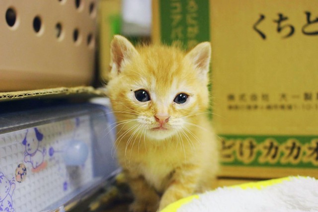 撫でてもええんやで」と飼い主を誘う、あざとカワイイ猫の猛アピールに 