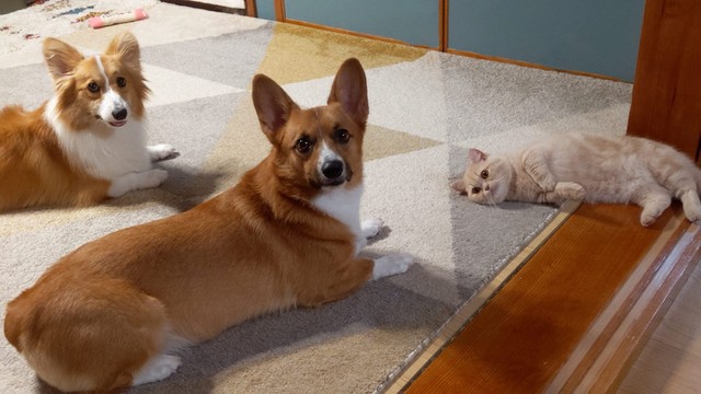 猫が雪道を猛ダッシュ 犬より速い猫さんに驚き ネコの毛皮を着たイヌかも まいどなニュース