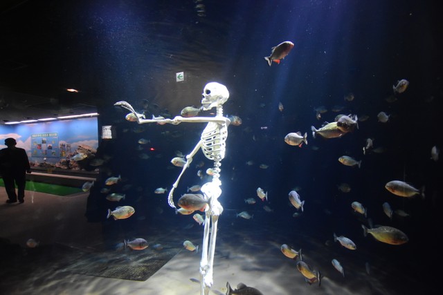 水族馆「寻找食人鱼饲育员的下落」 水槽内惊见骷髅!