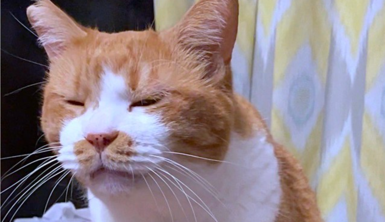 かまいたち濱家さん似の猫が話題 目を細める表情がそっくり 濱家さん猫顔やったんやね 実はグルーミング中でした まいどなニュース