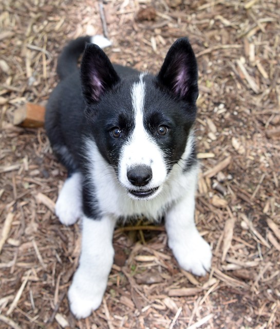 日本社会 文章 话题 长野县 亚洲黑熊 驱熊犬