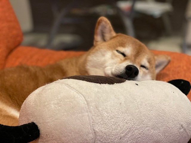 注射が怖い柴犬 ブルブル マナーモード姿がせつな可愛い 歯を食いしばる姿に がんばれ と励まし殺到 まいどなニュース
