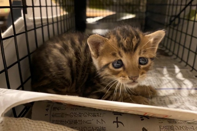 天井裏から子猫の鳴き声 家の壁に穴を開け 捜索のプロが救出 キジトラ一家の家族となる まいどなニュース 天井裏から子猫の鳴き声 家の壁に穴を開け 捜索のプロが救出 キジトラ一家の家族となる まいどなニュース