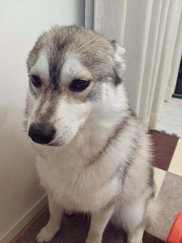 犬にカップヌードルを与えてみた えっ 予想外の楽しそうな カップいぬードル に歓喜の声 まいどなニュース