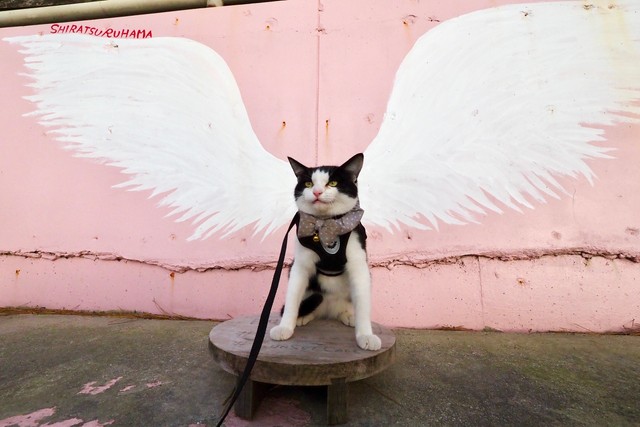 天使の羽 を持つ 看板猫 店主の悲しみを癒す いまは幸せに まいどなニュース