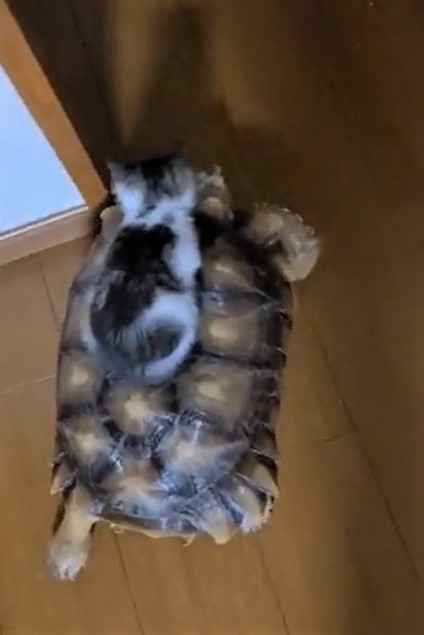 カメに飛び乗り一緒にお散歩する子猫 亀タクシーに可愛いお客さん 乗り心地が良いだろう まいどなニュース カメに飛び乗り一緒にお散歩する子猫 亀タクシーに可愛いお客さん 乗り心地が良いだろう まいどなニュース