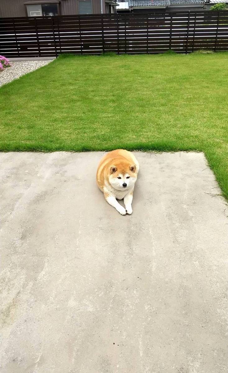 立派なドッグランを作ってあげたのに 全然走ってくれない マイペースな柴犬さんに癒やされる まいどなニュース