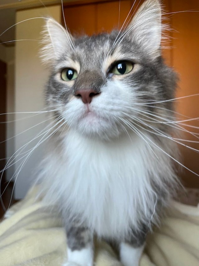 ホントに止めてw」ドヤ顔で網戸に貼りつく猫さん 「顔w」「網戸がぁぁ