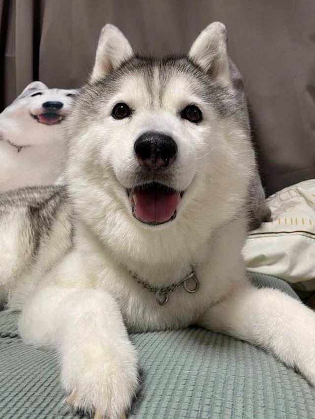 新入り猫が犬をパンチ 衝撃の もぐらたたき に爆笑 表情ヤベェw どっちも顔がおもろい笑 まいどなニュース