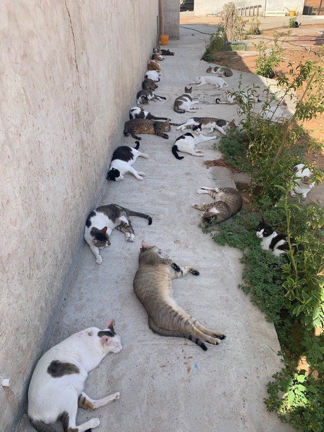 ここは猫の楽園 日陰に次々と集まりまどろむ猫たち 実はアラブの砂漠での暮らしの一コマ まいどなニュース