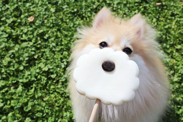 愛犬がマルチーズやフレブルに変身 ハロウィンワンコの仮装ロリポップキャンディ まいどなニュース