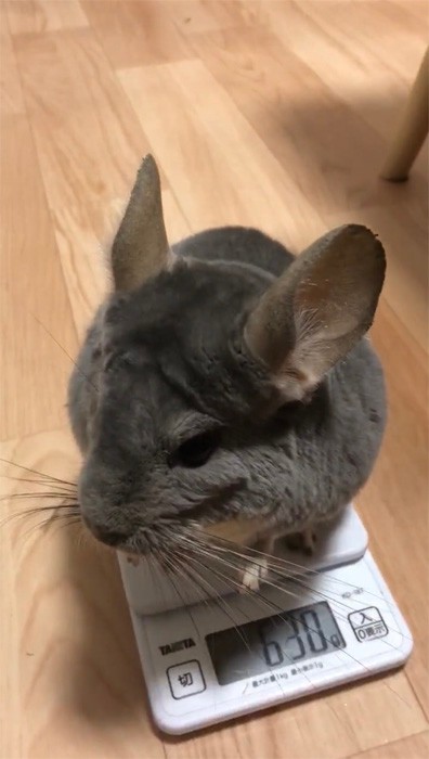 「体重測定の後にペレットが食べれる！」と学習したムーちゃんは、素早い動きで体重計に乗ってくれます（動画よりキャプチャ／提供：チンチラのムーさん）
