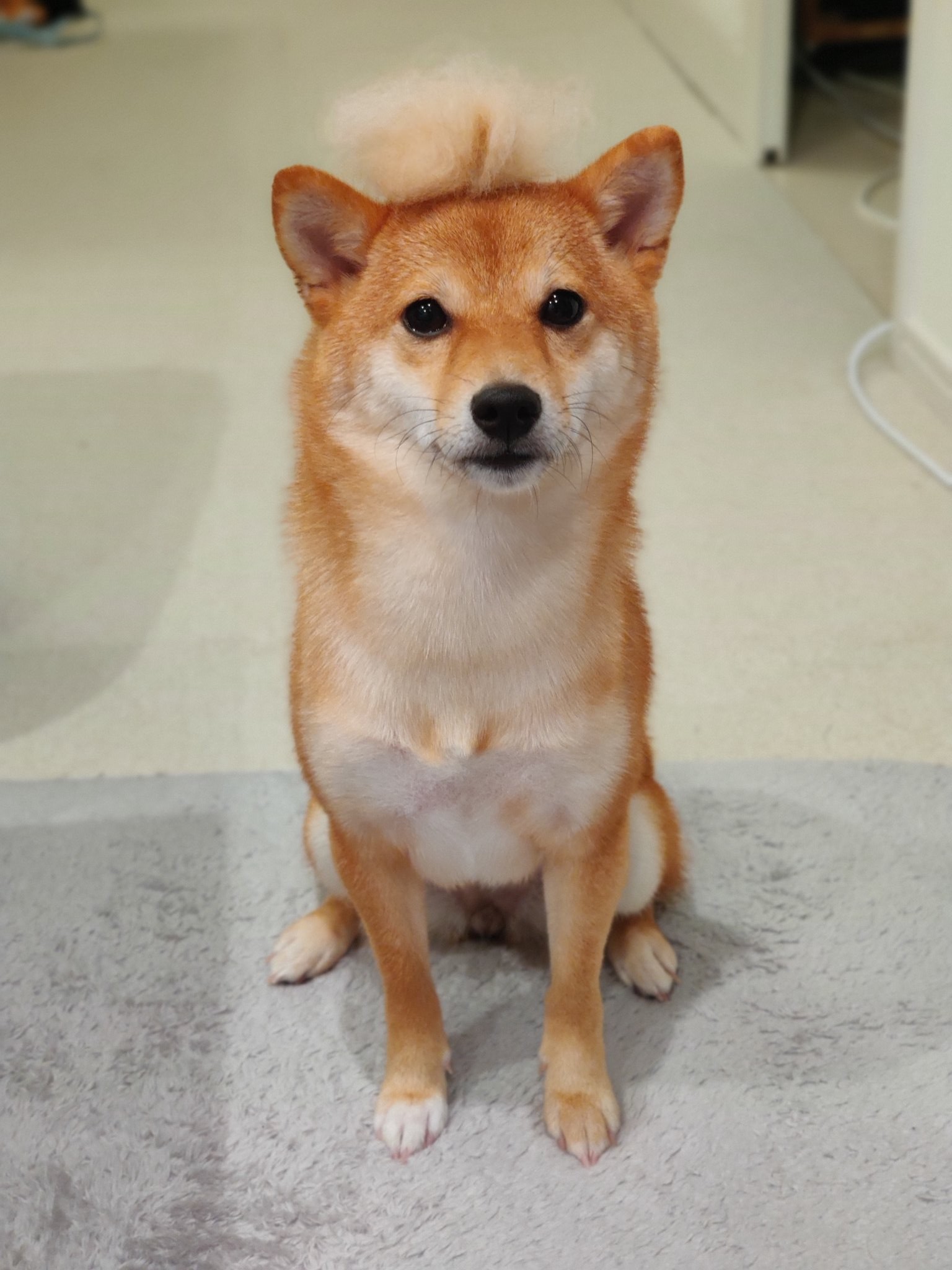 柴の宅急便 自転車の前かごでかばんをギュッとする犬が話題 すごーい 落ち着いてますね まいどなニュース