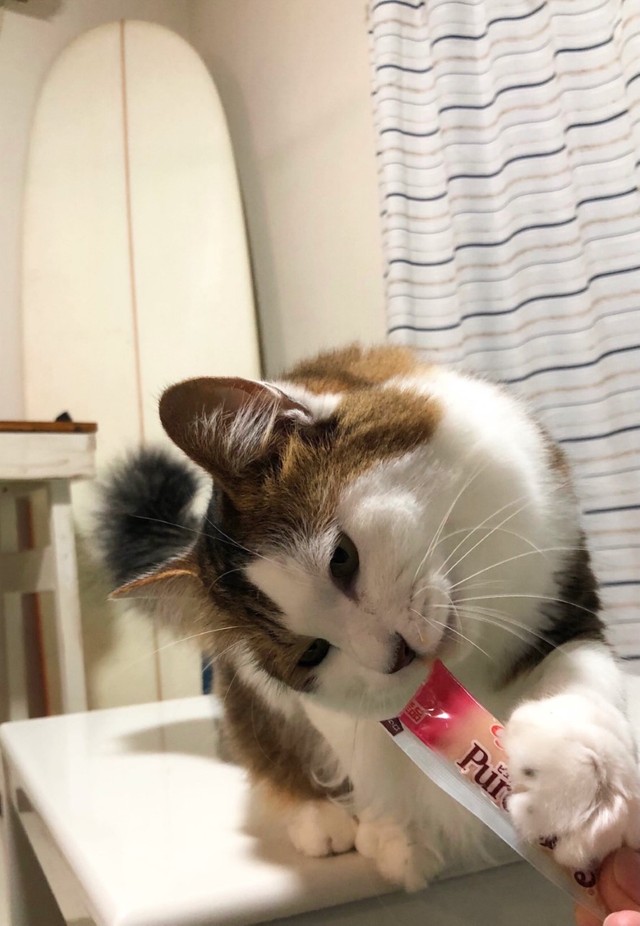 会社に居着いた母猫と2匹の子猫を保護 海中心の生活から一変した女性サーファー 今では猫を溺愛する毎日です まいどなニュース