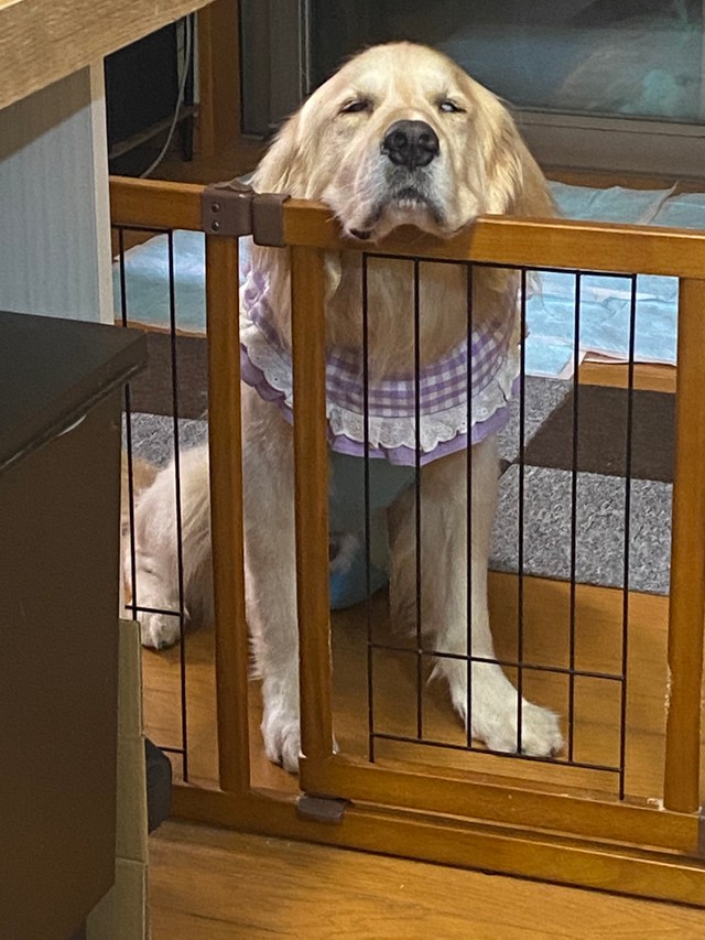 絶対飛び越えられるはずだけど 自分を小型犬と思ってるゴールデンレトリバーが話題 同居犬の影響 まいどなニュース