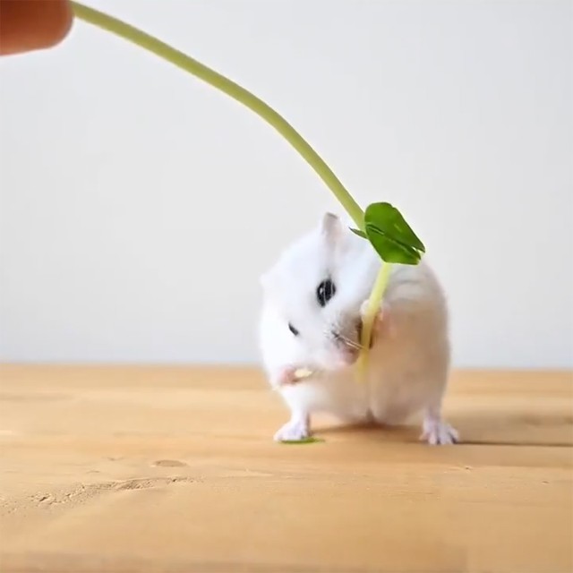 食べる 生きる 背丈より高い豆苗を両手で掴み いっしょうけんめいかぶりつくハムスターさんが話題 まいどなニュース
