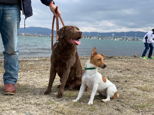 散歩中によその犬を噛む問題児 それでも 幸せにしたい ひとり山を彷徨い続けたラブは 初めて愛情を知った まいどなニュース