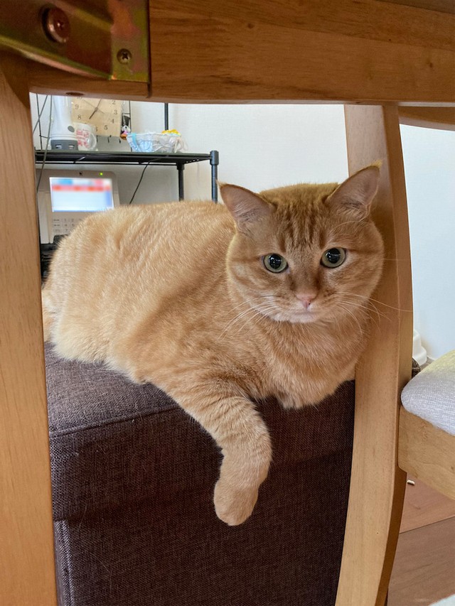 お風呂場 だと うっかり侵入しイカ耳で絶望する猫さん やっべぇ なぜこんなことに まいどなニュース