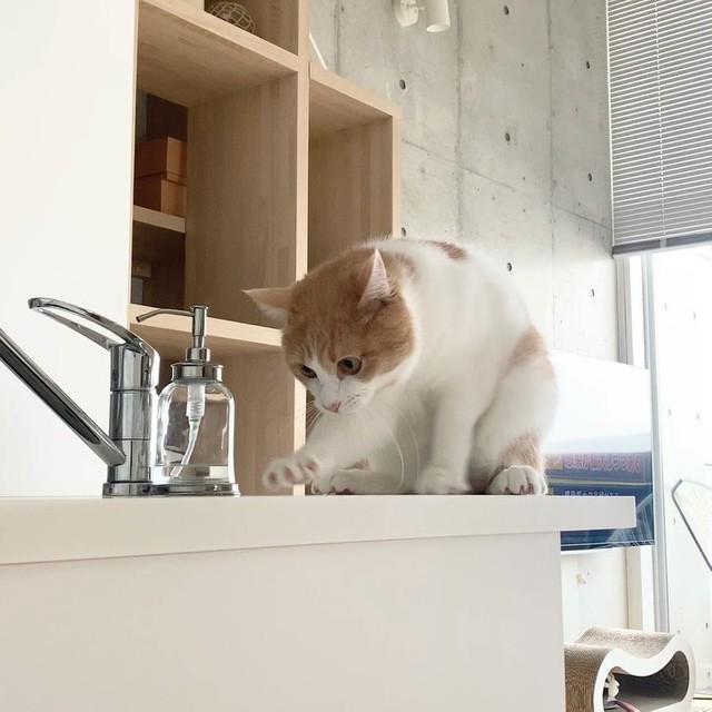 ひとり住まいで何年も悩み、猫と暮らす夢を実現 譲渡会で出会った運命 