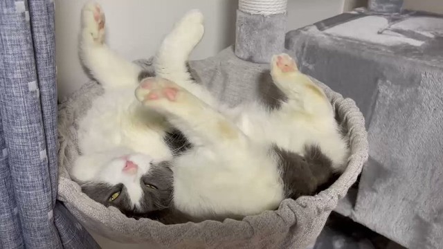 猫が目を開けたまま 震えて寝てる 重病では 動物病院で 動画 を見せたら 爆笑 もっと安心する寝方して まいどなニュース