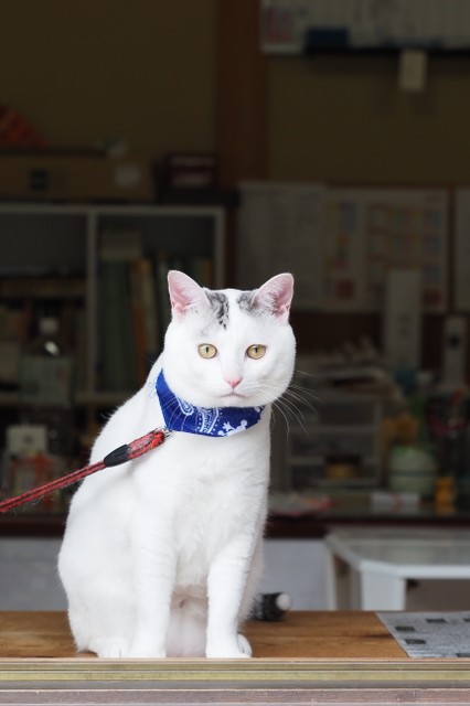 テンは体重5.5キロ。クックの倍以上ある