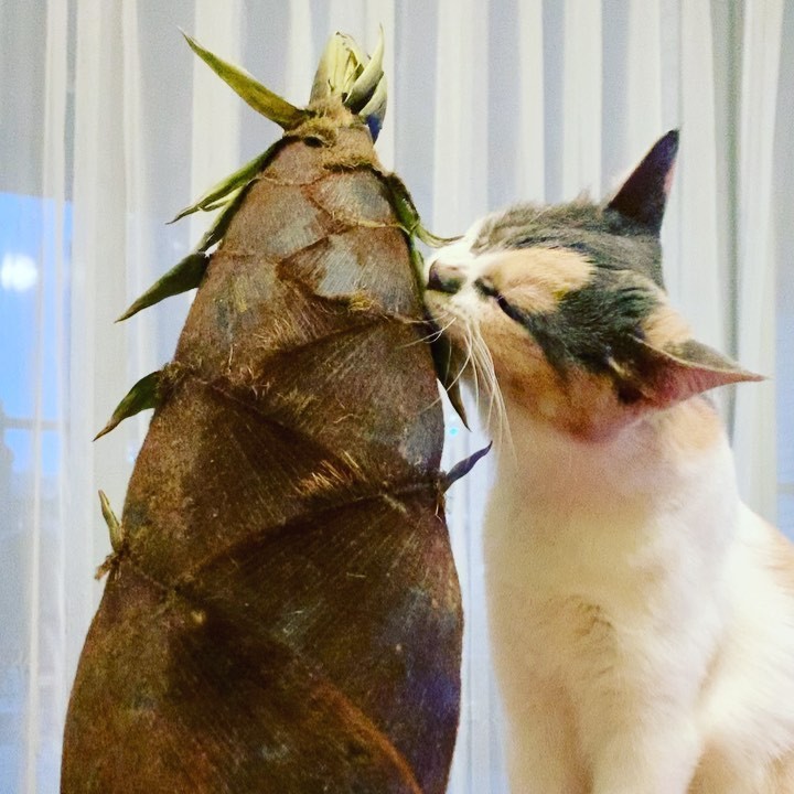 カラスに食べられかけていた子猫は 目が離せないやんちゃ姫に 先住猫とケンカも 可愛くて仕方ない まいどなニュース カラスに食べられかけていた子猫は 目が離せないやんちゃ姫に 先住猫とケンカも 可愛くて仕方ない まいどなニュース