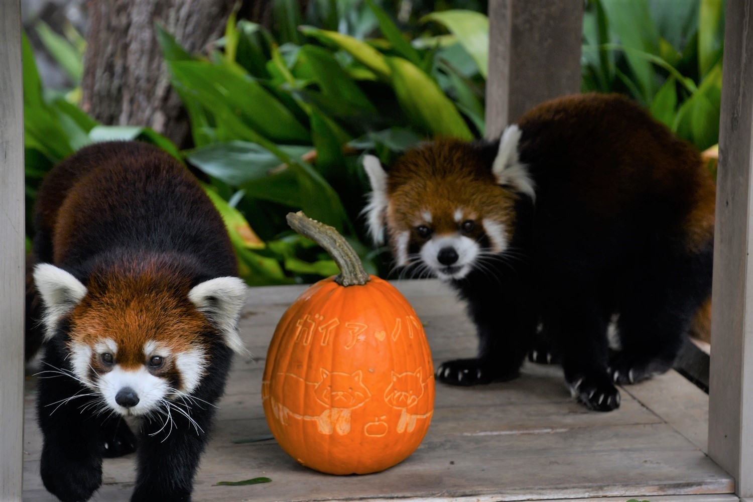 え 人間入ってる 荒ぶるレッサーパンダにネット騒然 ハロウィーンのカボチャに猛烈ラッシュ 結局カワイイw まいどなニュース