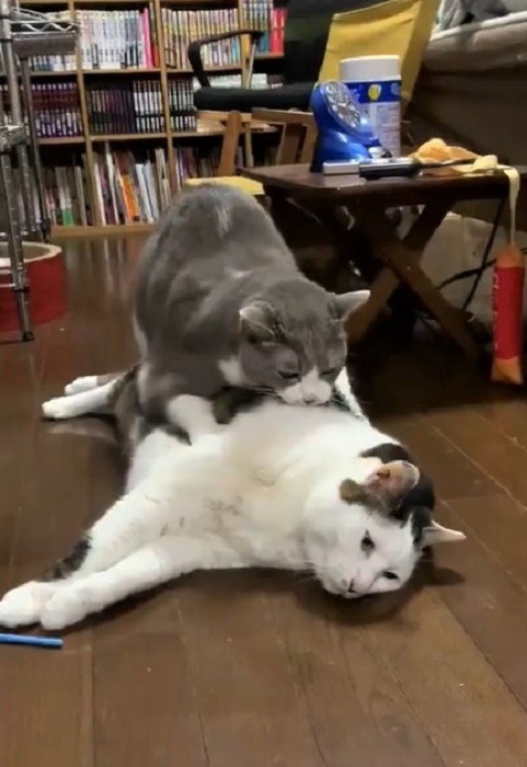 猫が猫をフミフミ なされるがまま寝ちゃう猫に 無抵抗w 逃げなくて笑います まいどなニュース 猫が猫をフミフミ なされるがまま寝ちゃう猫に 無抵抗w 逃げなくて笑います まいどなニュース