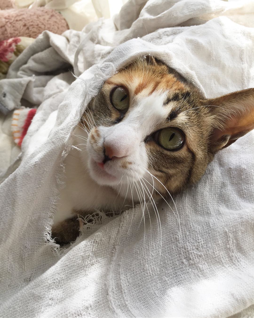 野良猫だったやんちゃな子猫、初対面で『なぜて』と仰向けに｜まいどな 