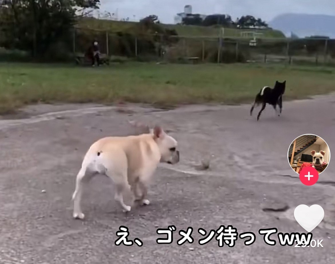 悲報 よだれで友達を失った犬 え ごめん待って 友情にヒビが入った瞬間に かわいくて面白いけど悲しい 何この感情www まいどなニュース