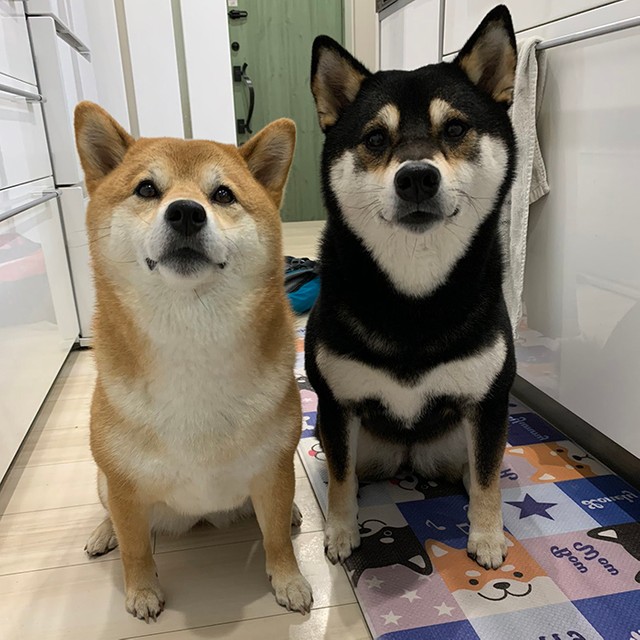 めっちゃ口角上がってる キラキラスマイルの柴犬 その笑顔の裏に隠されていたのは まいどなニュース