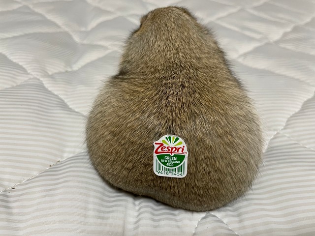 新種の 特大キウイ と思いきや おいしそうな 正体 にツイ民悶絶 かわいすぎて食べられない まいどなニュース