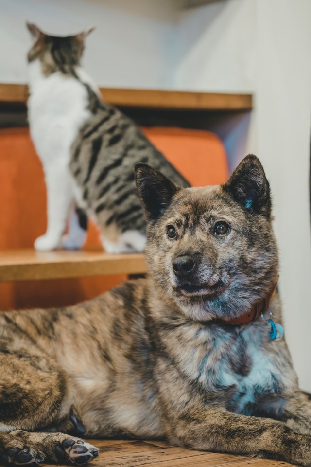 京都の山中で捕獲された犬 壁に張りつき震えていたね 1年後には 猫ギャラリー の看板犬に まいどなニュース 京都の山中で捕獲された犬 壁に張りつき震えていたね 1年後には 猫ギャラリー の看板犬に まいどなニュース