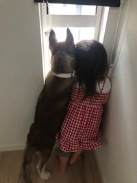 ぎぁぁぁぁぁ カーテンをビリビリに食い破るワンちゃん ペット見守りカメラに映し出された惨状が話題 まいどなニュース
