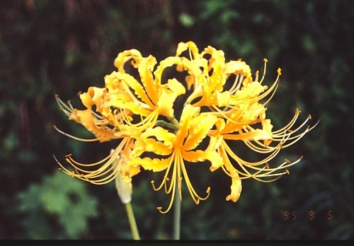 一体どこから 東京のど真ん中に咲いた ど根性彼岸花 が話題 車に踏まれぬ絶妙な位置取りにも驚嘆 まいどなニュース