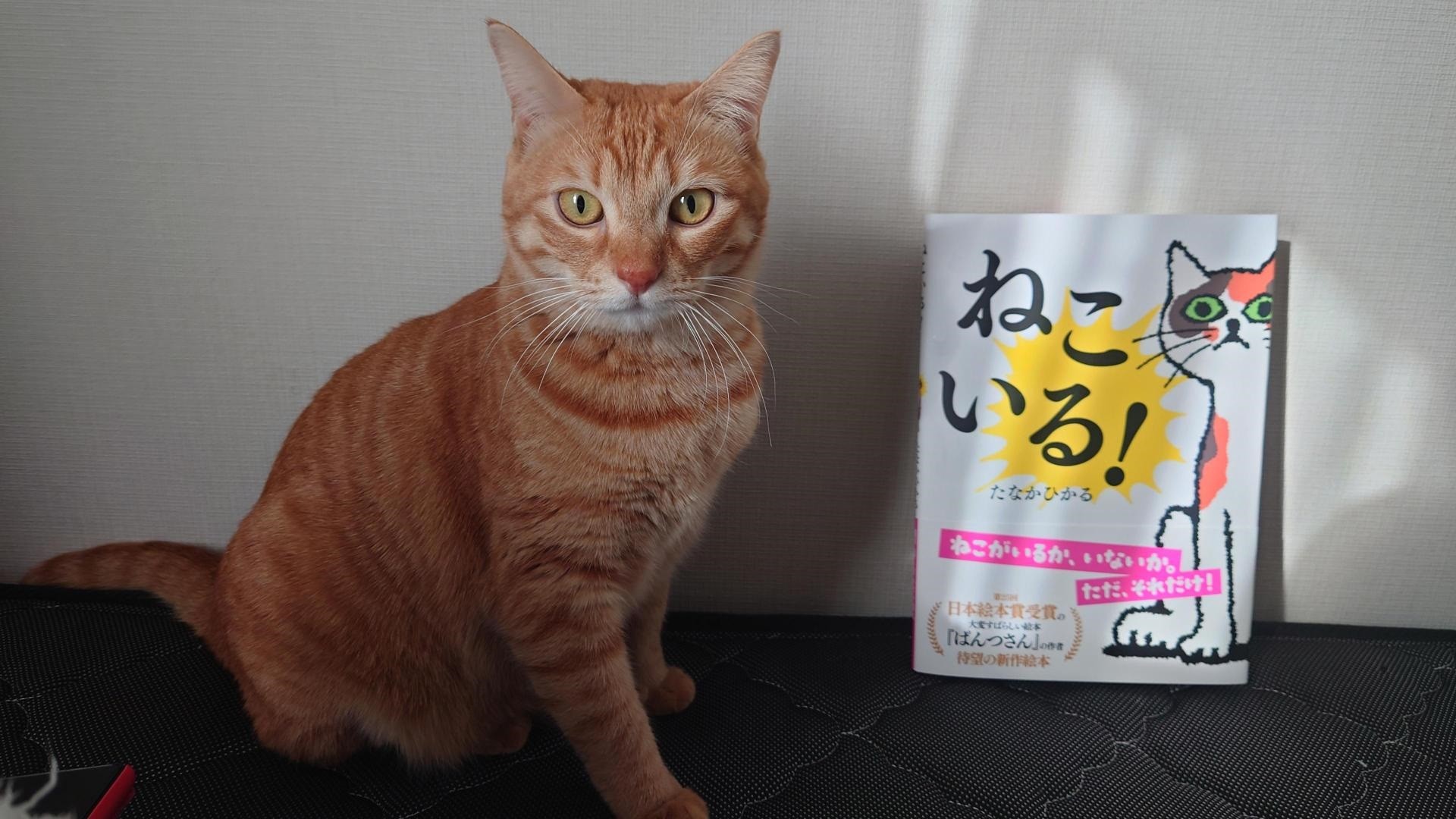 酸欠になりそうなほど笑った 内容ゼロ ただ猫がいるだけの絵本が話題 著者は長新太を崇拝するお笑い芸人 まいどなニュース