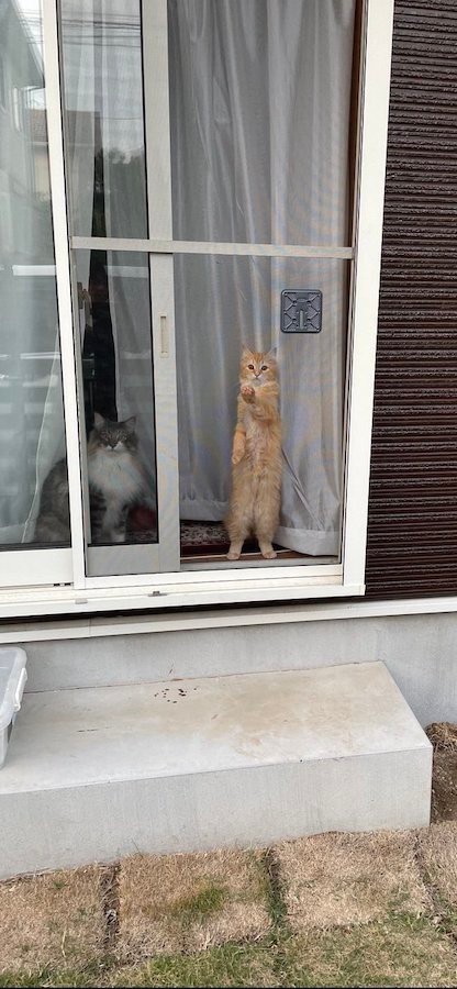ホントに止めてw」ドヤ顔で網戸に貼りつく猫さん 「顔w」「網戸がぁぁ
