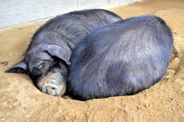 午睡鼾声响又萌 山口县动物园打呼迷你猪人气夯(影片)