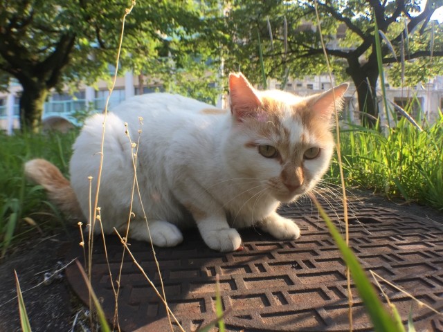 神様 のはずが多頭飼育崩壊 京都のボランティア女性 なぜ際限なく犬猫を引き取ったのか まいどなニュース 神様 のはずが多頭飼育崩壊 京都のボランティア女性 なぜ際限なく犬猫を引き取ったのか まいどなニュース