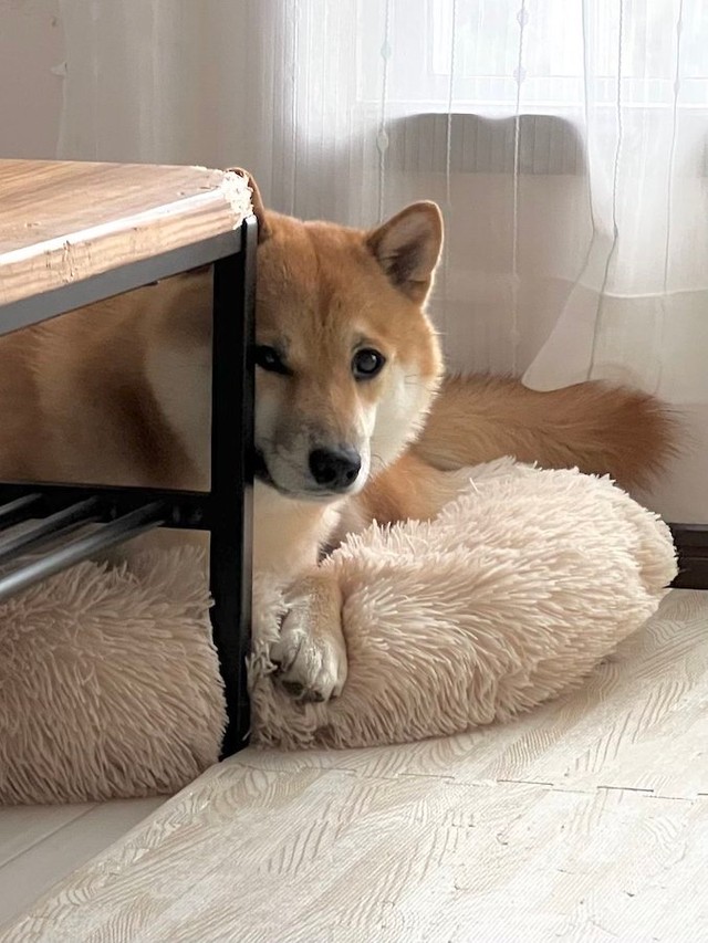 柴犬 ボクお利口ですよ にっこり笑顔で飼い主に圧 欲しいのは何 これは もう負けです あざとい まいどなニュース