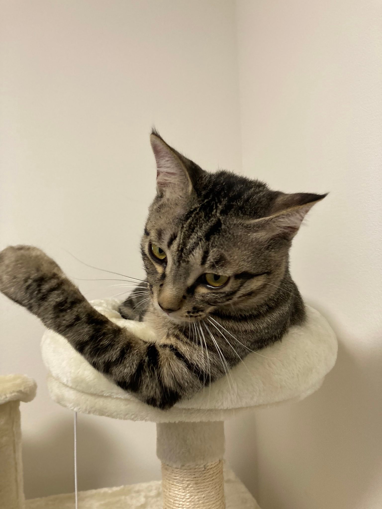 これほど助けて欲しいって顔は見たことない 4歳長男にギュッとされる猫のびっくり顔が話題 なぜ 目が全てを語っている まいどなニュース これほど助けて欲しいって顔は見たことない 4歳長男にギュッとされる猫のびっくり顔が話題 なぜ 目が全てを語っている まいどなニュース
