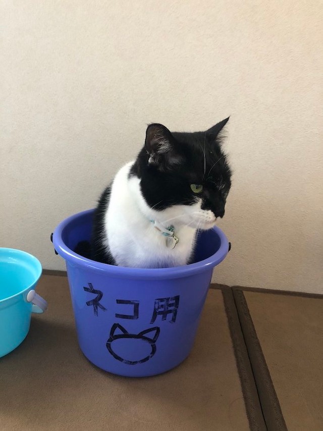 はいはい風呂ですね 自らバケツに入り入浴 ついに悟りを開いた猫さんに爆笑 銭湯感覚 諦めの境地 まいどなニュース