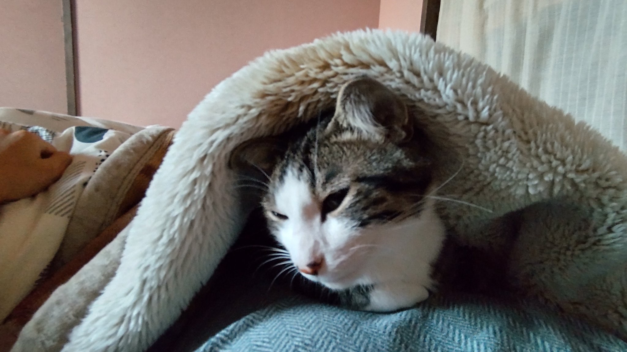 エアコン設置に 猫が乗れないよう天井ギリギリでお願いします 隙間を攻める姿に 猫は液体だ まいどなニュース