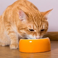 猫の食器 その高さで大丈夫 獣医さんのツイートに 知らなかった の声が続々 まいどなニュース