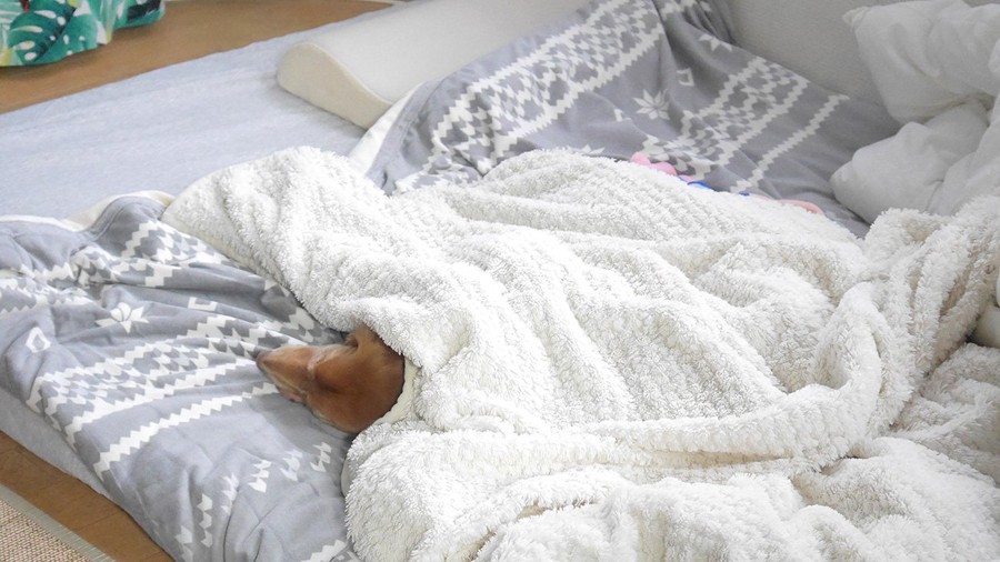 犬と寝るベッドを大きくしたのに そう来るか めちゃくちゃ分かる 飼い主あるある漫画が話題 まいどなニュース