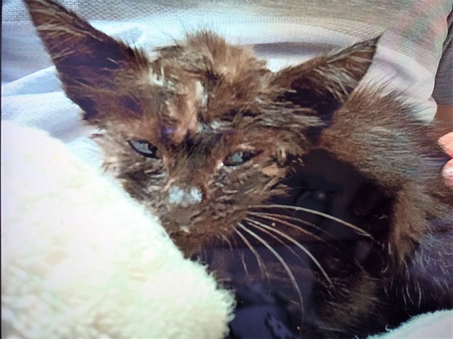 この子が私の生きる力 病気のお母さんを励まし続けた子猫 一目会ったら もう離れられない まいどなニュース この子が私の生きる力 病気のお母さんを励まし続けた子猫 一目会ったら もう離れられない まいどなニュース